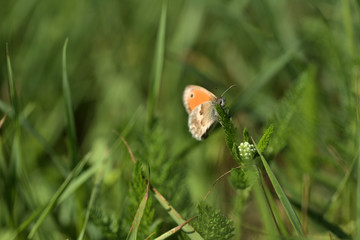 Schmetterling in einer Wiese