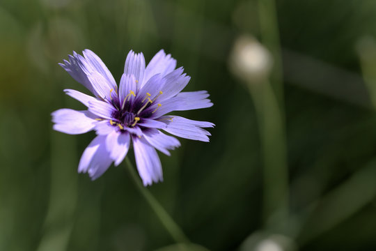 Eine blaue Raselblume