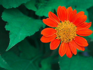 Close-up red Mexican sunflower (Tithonia diversifolia) flower with green leaves in the garden.