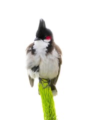 Bird isolated on white