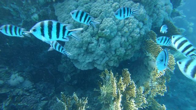 Striped fish swimming underwater in blue egypt ocean