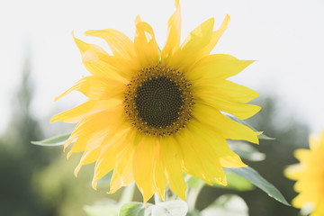 Yellow sunflower in an agricultural field in summer. Sunflower in the morning sun in a park.