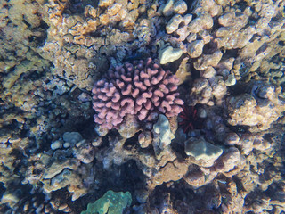 Coral reef in the ocean.