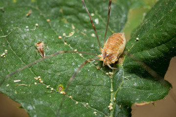 Opilion (faucheux) sur une feuille