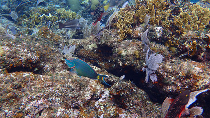 Parrotfish swimming around the rock and coral reefs.