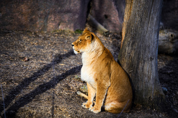 Naklejka premium lioness