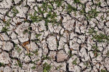 Plant that survives in arid soil