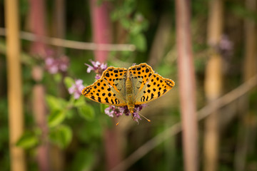 Papillon 