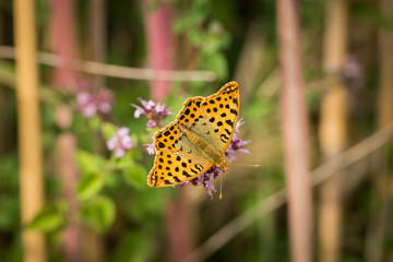 Papillon 