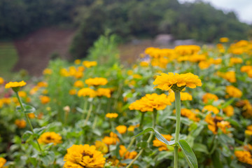 Obraz premium Yellow zinnia flower field on mountain