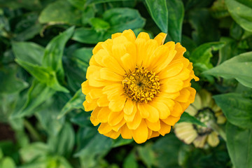 Close up yellow zinnia flower in the garden