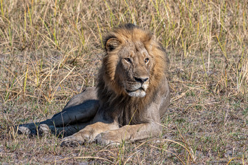 Lions resting in Okavango