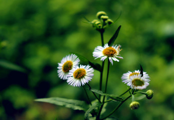 Wild small chamomile garden flowers in the summer meadow.