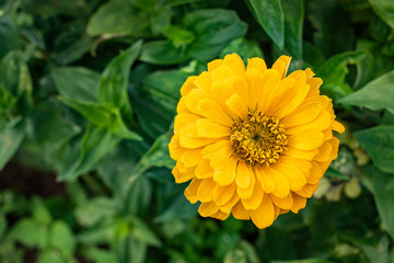 Close up yellow zinnia flower in the garden