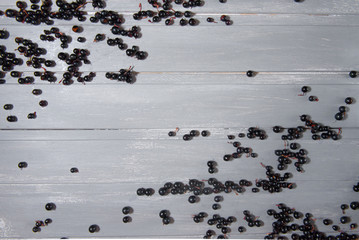 currant on a gray background