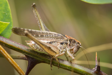 Sauterelle brune sur une ronce
