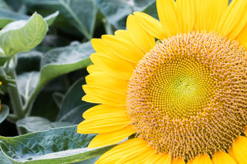 Sunflower in the garden