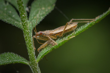 Punaise sur une plante