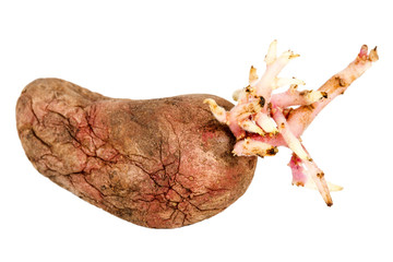 Germinated pink potato isolated on white background