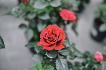 Beautiful pink climbing roses in spring in the garden