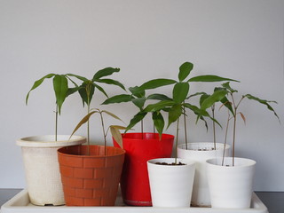 大家族のライチ