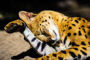 serval cat