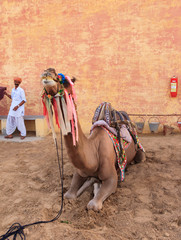 Bikaner,India,9,2007:National Research Centre on Camel