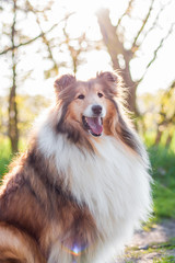 Rough collie portrait, sun at background