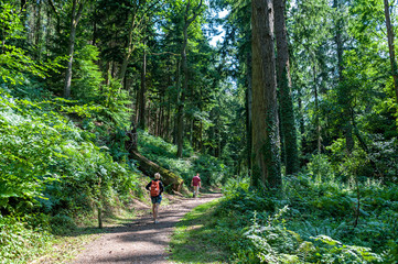 Forest in the Exmoor national Park