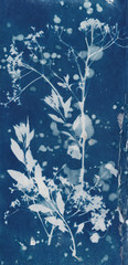 Cyanotype wildflowers 1