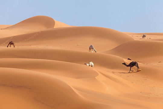Five Camels grazing in the desert, Riyadh, Desert