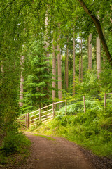 Exmoor National Park: Dunster Forest