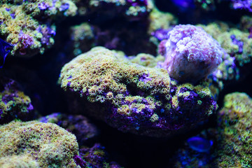 Naklejka premium Wonderful and beautiful underwater world with corals and tropical fish.