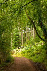 Exmoor National Park: Dunster Forest
