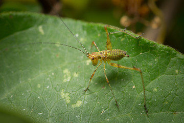 Jeune sauterelle verte sur une feuille