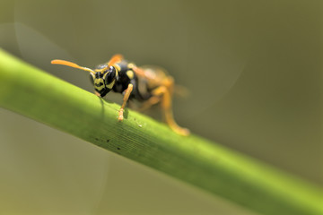 Eine Wespe auf einem Blattstiel