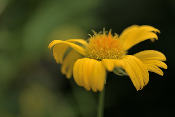Gelbe Kokardenblume