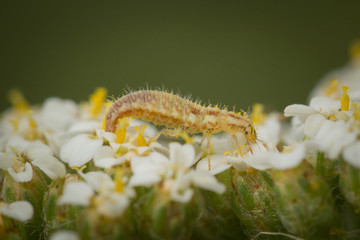 Larve de chrysope sur une fleur	