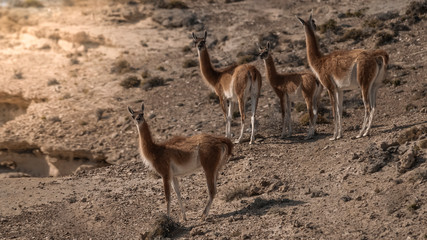Guanacos, La Pampa, Argentina