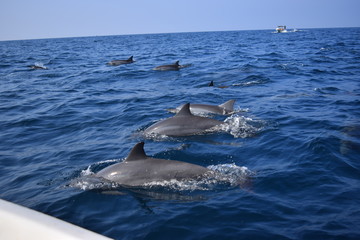 Dolphin at Kalpitiya - Sri Lanka