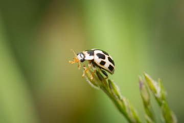 Coccinelle à 14 points sur une feuille