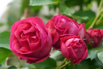 薔薇　ルージュ・ピエール・ドゥ・ロンサール