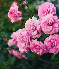 buds of pink blooming roses in the garden, green background
