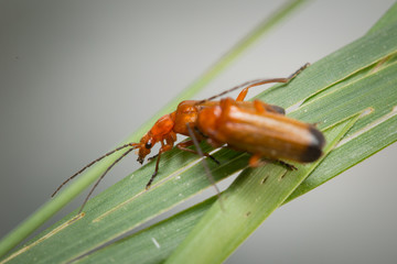 Téléphores fauves (rhagonycha fulva) en plein accouplement
