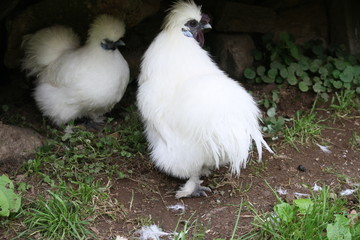 Fototapeta premium Dachsteingebirge