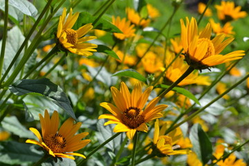 Декоративные ромашки