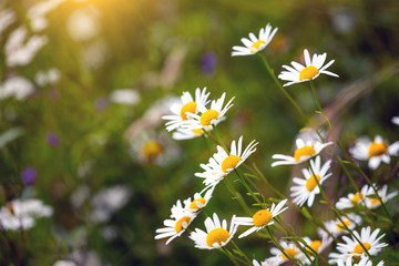 daisies on a field