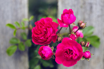 bright pink rose