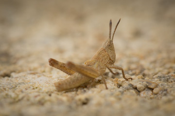 Criquet sur un muret 