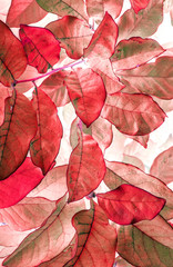 Red pink leaves floral pattern vertical background